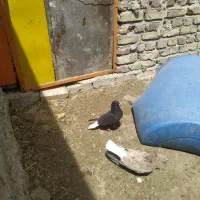 15عدد کبوتر یکجایی