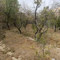 فروش-باغ