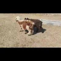 کهره نر وبره لامرد فداغ|حیوانات مزرعه|گراش, |دیوار