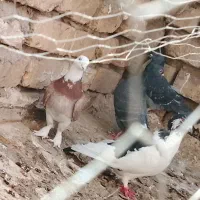 5عددکفترسالم