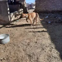 سگ مالینویز|سگ|خوسف, |دیوار