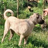 فروش سگ سرابی|سگ|املش, |دیوار