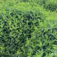 نعناع مناسب خشک کردن