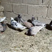 کبوتر سرول اصل  پرشی