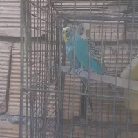 مرغ عشق|پرنده|کوهدشت, |دیوار