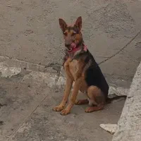 حیوانات|سگ|رامهرمز, |دیوار