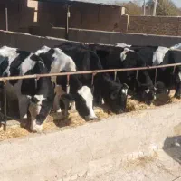 گاو ابستن سنگین|حیوانات مزرعه|بشاریات, |دیوار