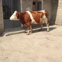 گاو تک شیر درجه یک