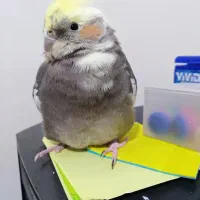 عروس هلندی خاکستری با تاج زرد رنگ گمشده