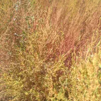 جارو|جاروبرقی، جارو شارژی، بخارشو|نورآباد, |دیوار
