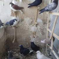 کبوتر|پرنده|تربتحیدریه, رجایی|دیوار