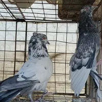 ۲ جفت کبوتر دهنجور عطیقه و پرش سنگین همه چی تموم