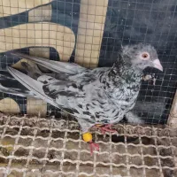 دو عدد ماده کوهی کاکل