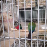 جفت کارداده کریمسون و جوجه رام خورشیدی|پرنده|تبریز, |دیوار