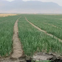 ۳۰۰۰۰هزارمترزمین کشاورزی آبی ۴۷۰مترویلا