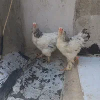 برهما لایت|حیوانات مزرعه|هشتگرد, شهرک بعثت|دیوار