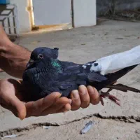 کوهی دم سفید