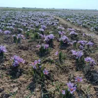 زعفران گل تازه دستچین روز