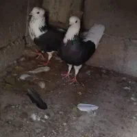 کبوتر پرشی|پرنده|لردگان, |دیوار