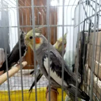 طوطی|پرنده|کرج, اسلام‌آباد|دیوار