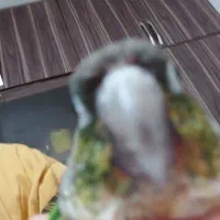 طوطی گرینچیک|پرنده|خرمشهر, |دیوار