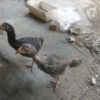 جوجه خروس و مرغ لاری|حیوانات مزرعه|تهران, فرحزاد|دیوار