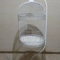 قفس پرند شیک|لوازم جانبی حیوانات|مه ولات, |دیوار