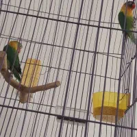 طوطی برزیلی|پرنده|ری, صالح آباد جنوبی (باغ رضوان)|دیوار