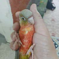 گرینچیک گیرینچیک سانچیک|پرنده|ماهدشت, |دیوار