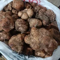 قارچ یا دنبلان کوهی