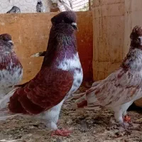 ۲۵کبوتر تیپی سرکله دارنسل قدیم