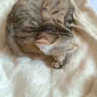 گربه گمشده  مژدگانی عالی|حیوانات|ایلام, |دیوار