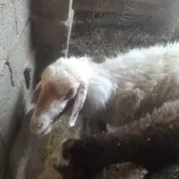 میش آبستن