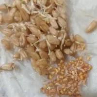 تغییر نسل کشت کشاورزی سنتی