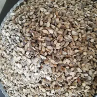 تخمه هندوانه شکسته