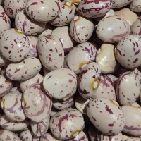 لوبیا دست چین