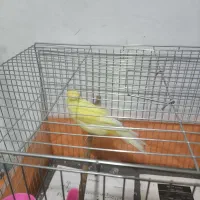 قناری نر رسمی بلند قرص بخون