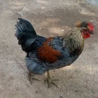 فروش فوری یک عدد خروس