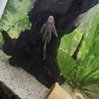 ماهی گوپی|ماهی|شیراز, ریاستی|دیوار