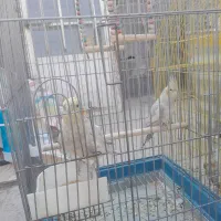 عروس هلندی|پرنده|اقبالیه, |دیوار