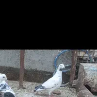 سارسبز دس پر