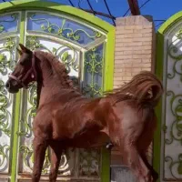 اسب نریان عرب یکسر