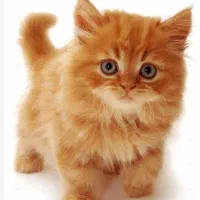 گربه پرشین پشمالو