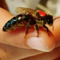 بچ سه قاب با ملکه کارنیکا جفت خورده و کندو سالم