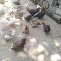 تخم مرغ محلی اصیل تازه|حیوانات مزرعه|سرخنکلاته, |دیوار