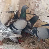 کبوتر|پرنده|خوی, |دیوار