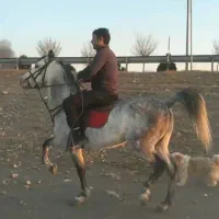 اسب ۷ساله|اسب و تجهیزات اسبسواری|مرند, |دیوار