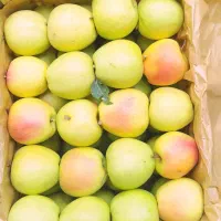 خرید‌وفروش‌‌پیاز وسیب‌‌درختی