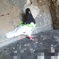 پرنده شهری ممسنی|پرنده|شیراز, دشت چنار|دیوار