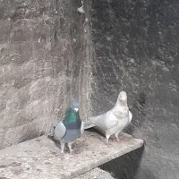 کبوتر طوقی جفتی ۵۰۰تومان